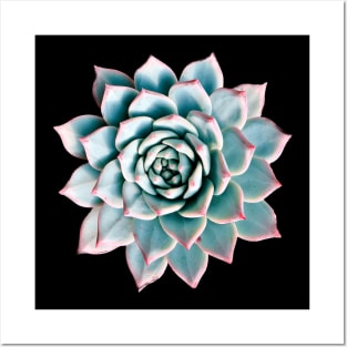 Suculenta Echeveria Blue Posters and Art